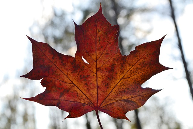 Hoja Otoño Rojo - Foto gratis en Pixabay